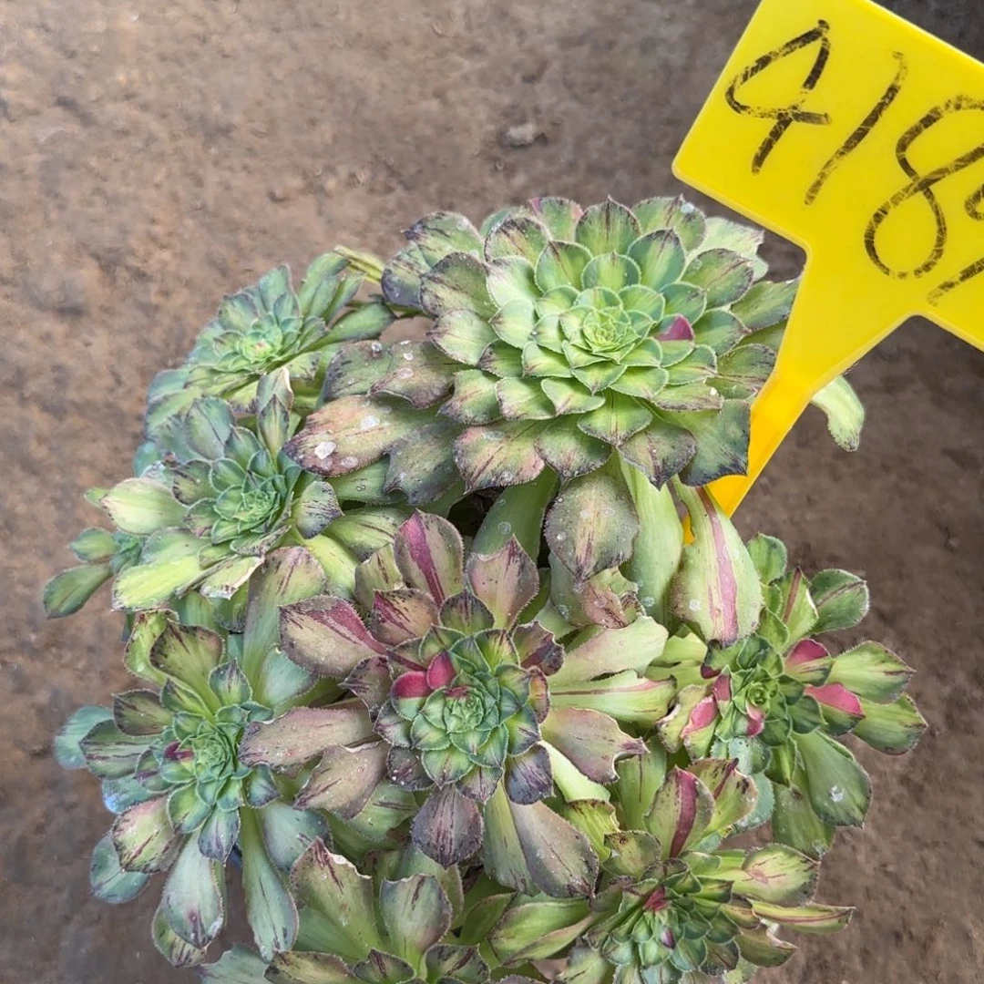 摇***摇4189---韶华多头多肉