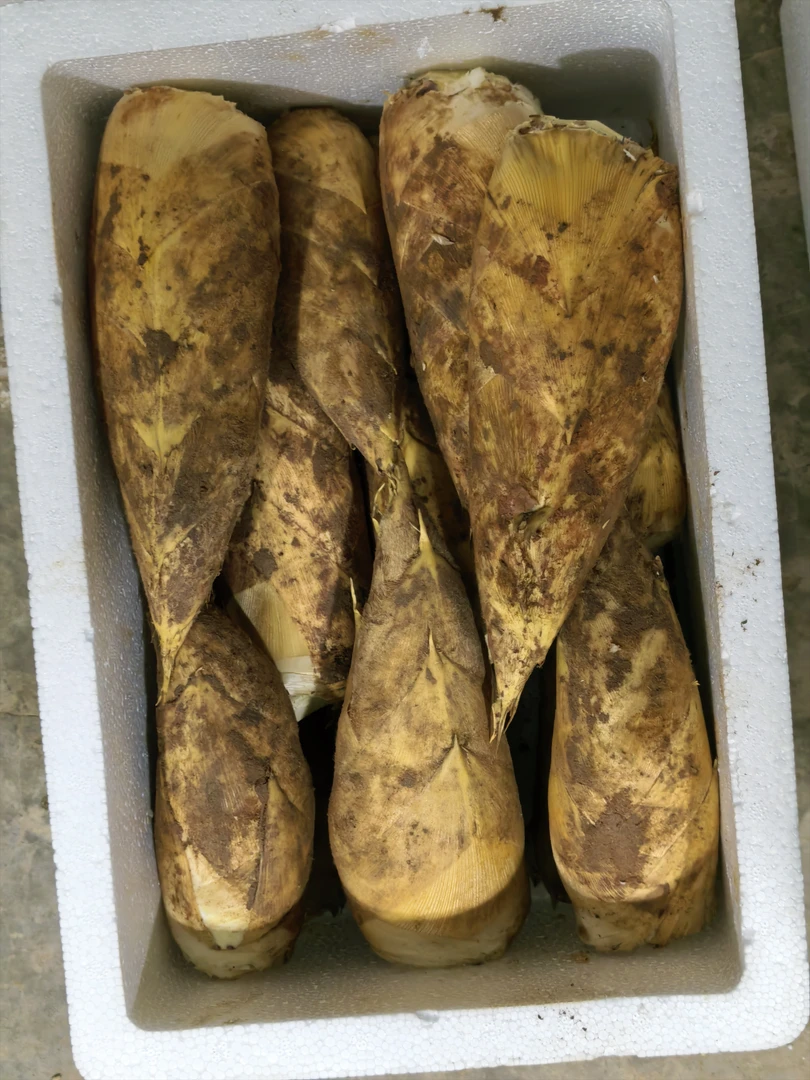现挖四川泸州高山黄泥冬笋