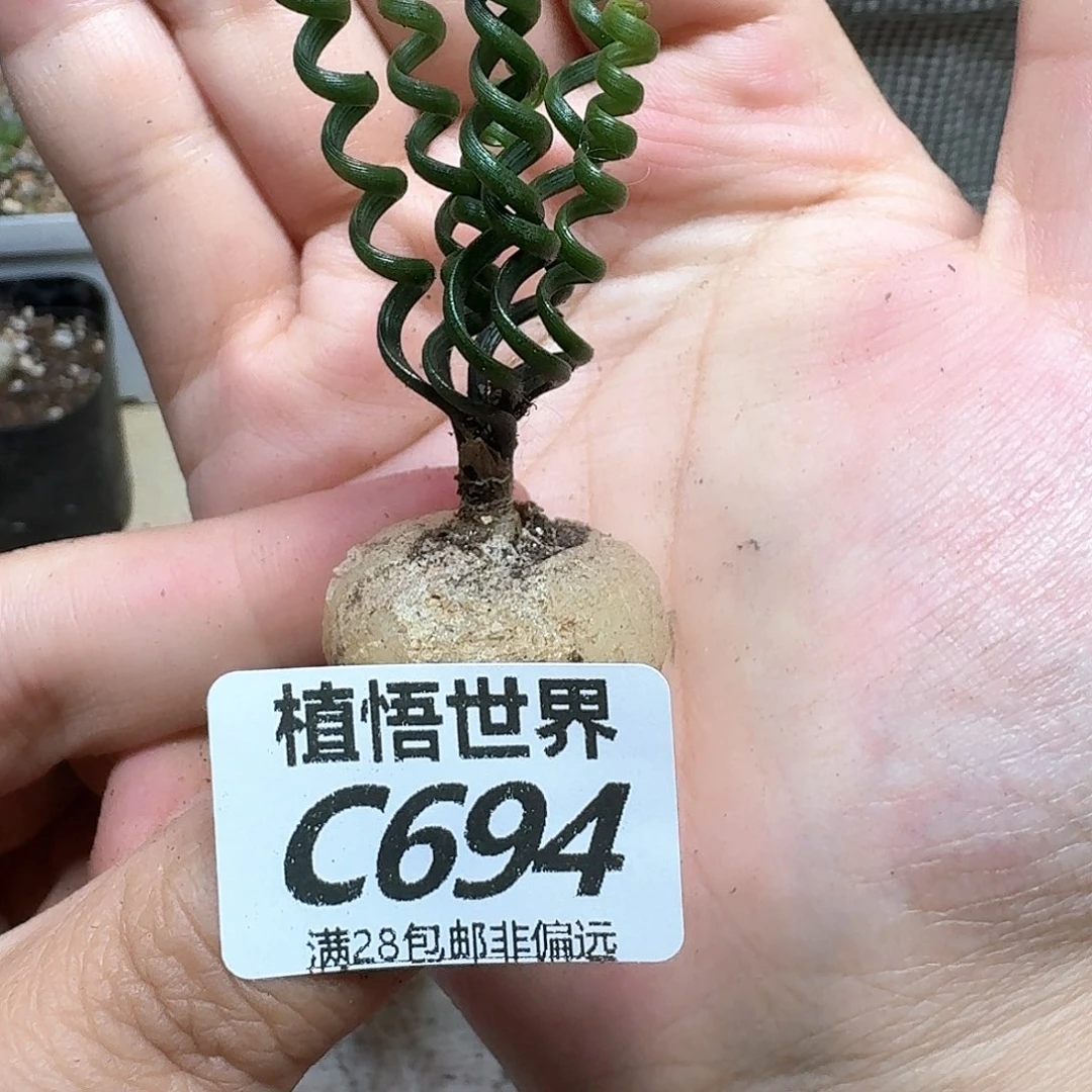 多肉植物的人生fghh