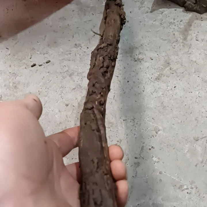 稳定木余*哥高山 檬子木文玩料