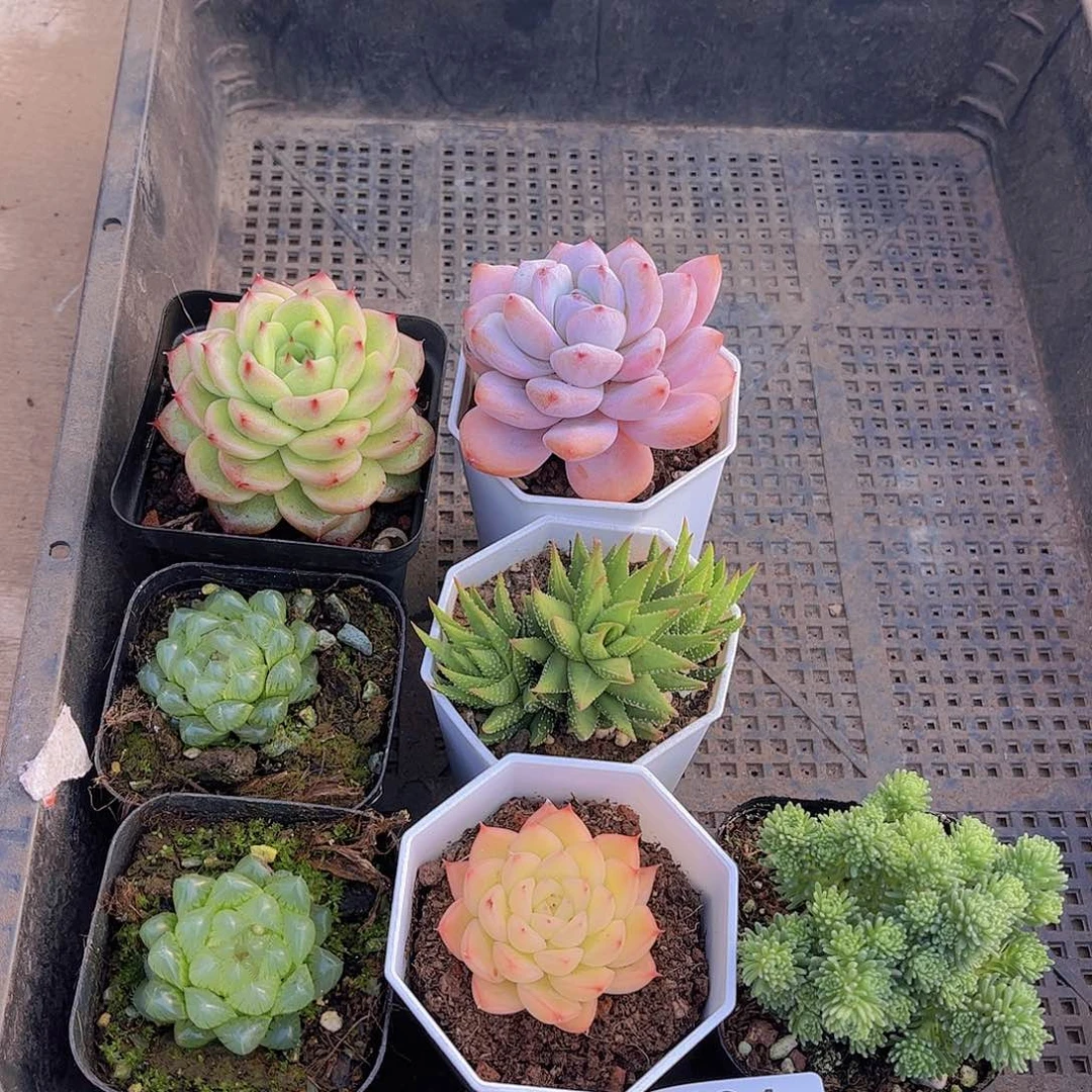 多肉194多肉植物