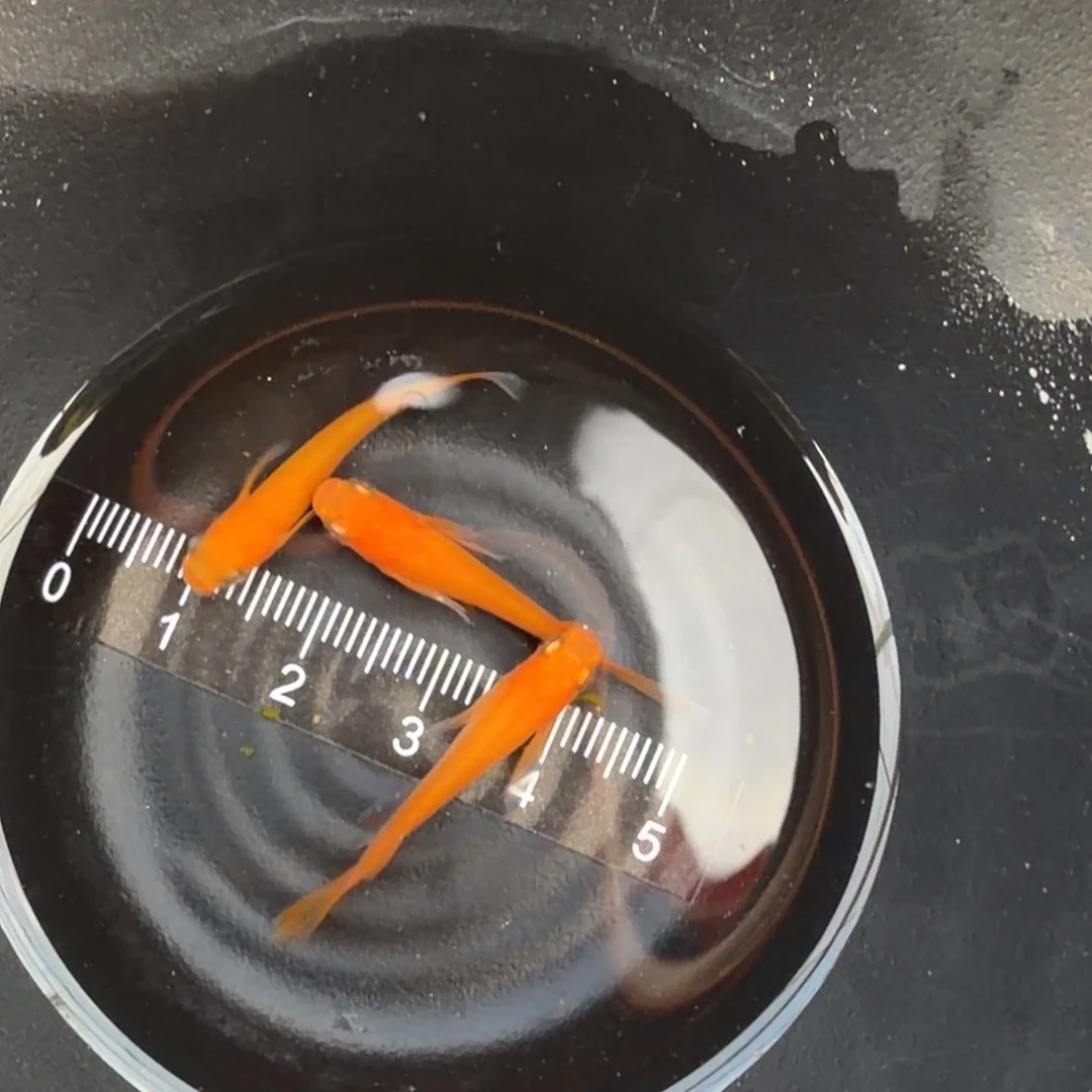 青鳉鱼观背青鳉12