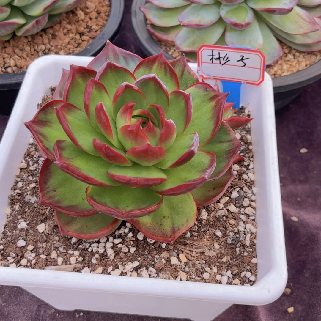 彬***子惊鸿仙子一物一拍