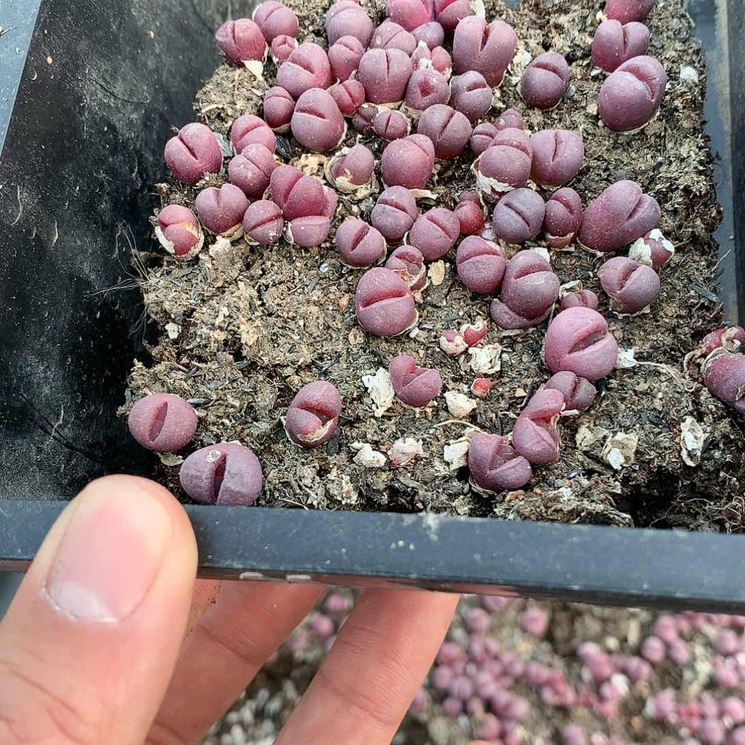 豆***C736的人多肉植物保护