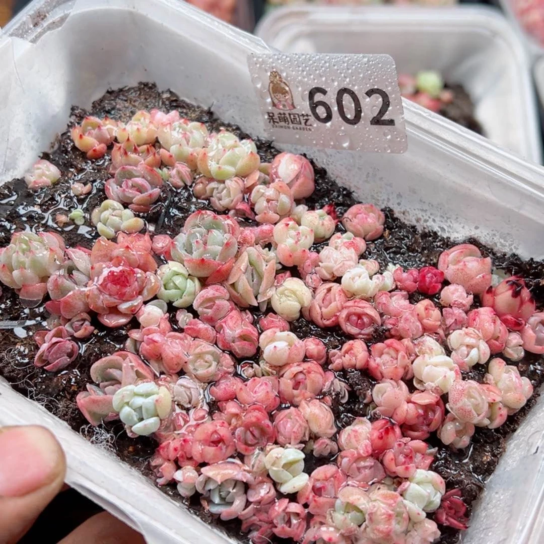 多肉植物多肉植物