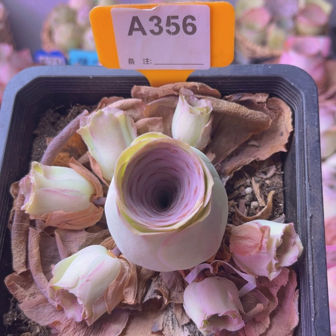 山地玫瑰一物一拍A356