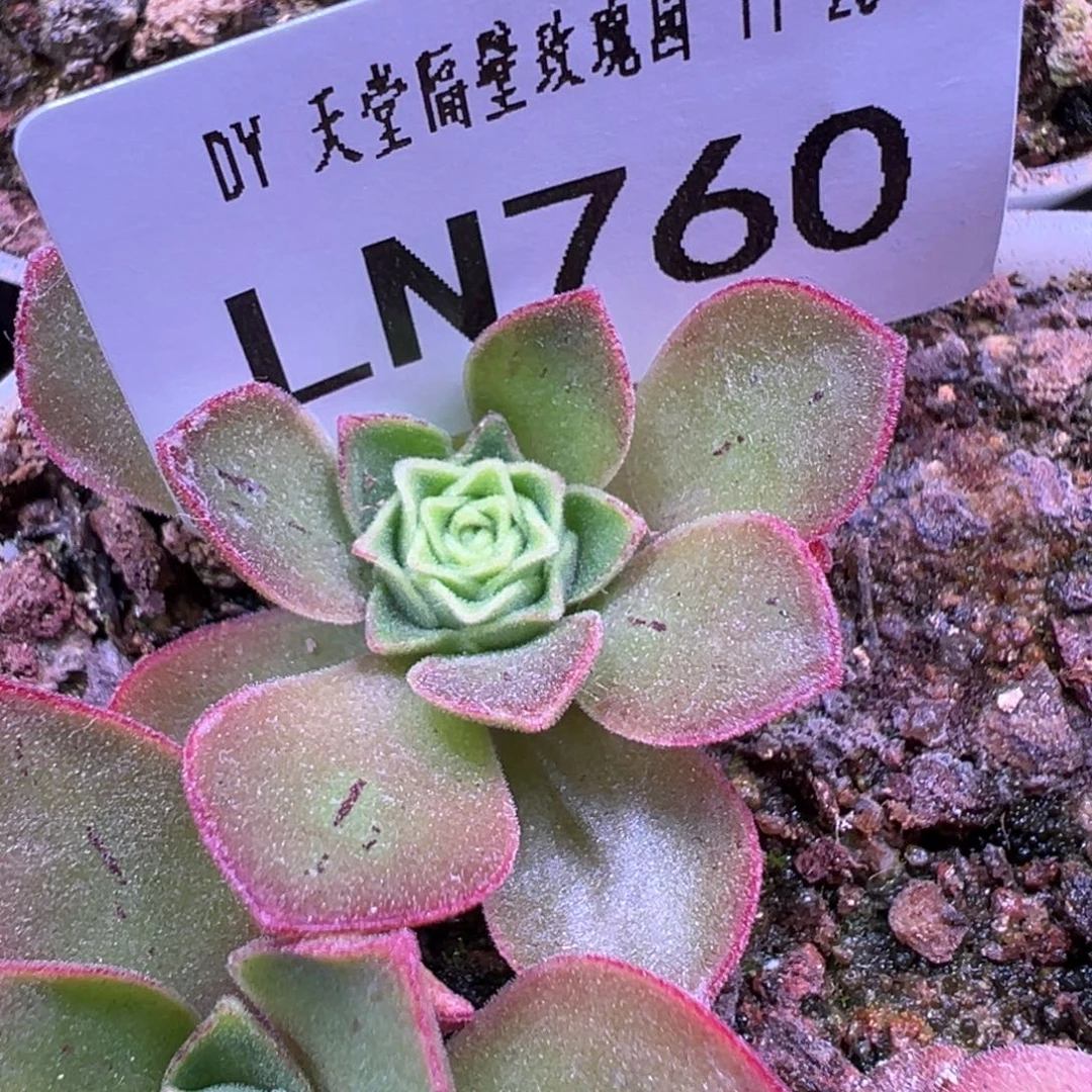 LT760不知名小单头*1 下播福利