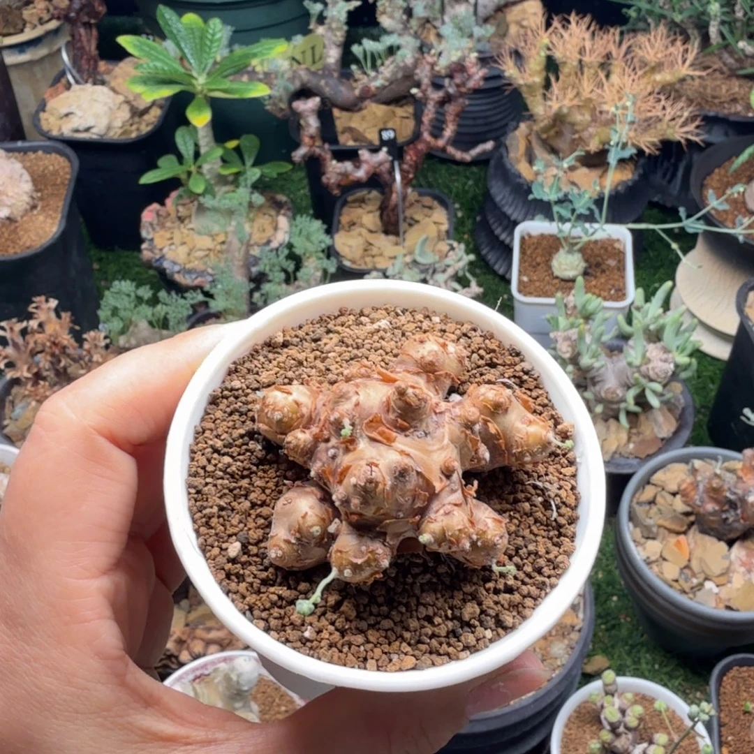 格加厚墩菊289仙人掌