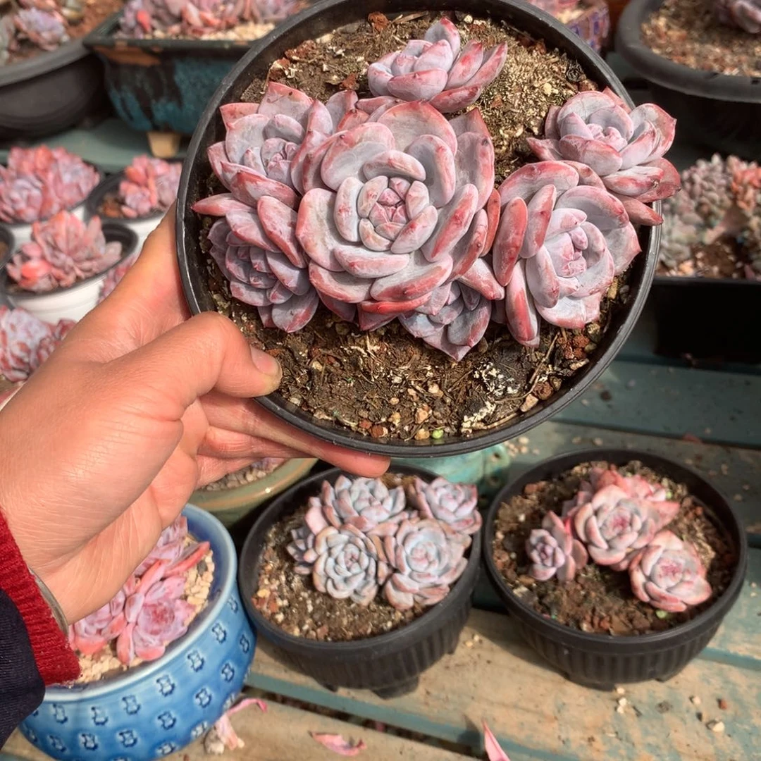 无花朵哈哈哈哈哈哈哈哈哈7