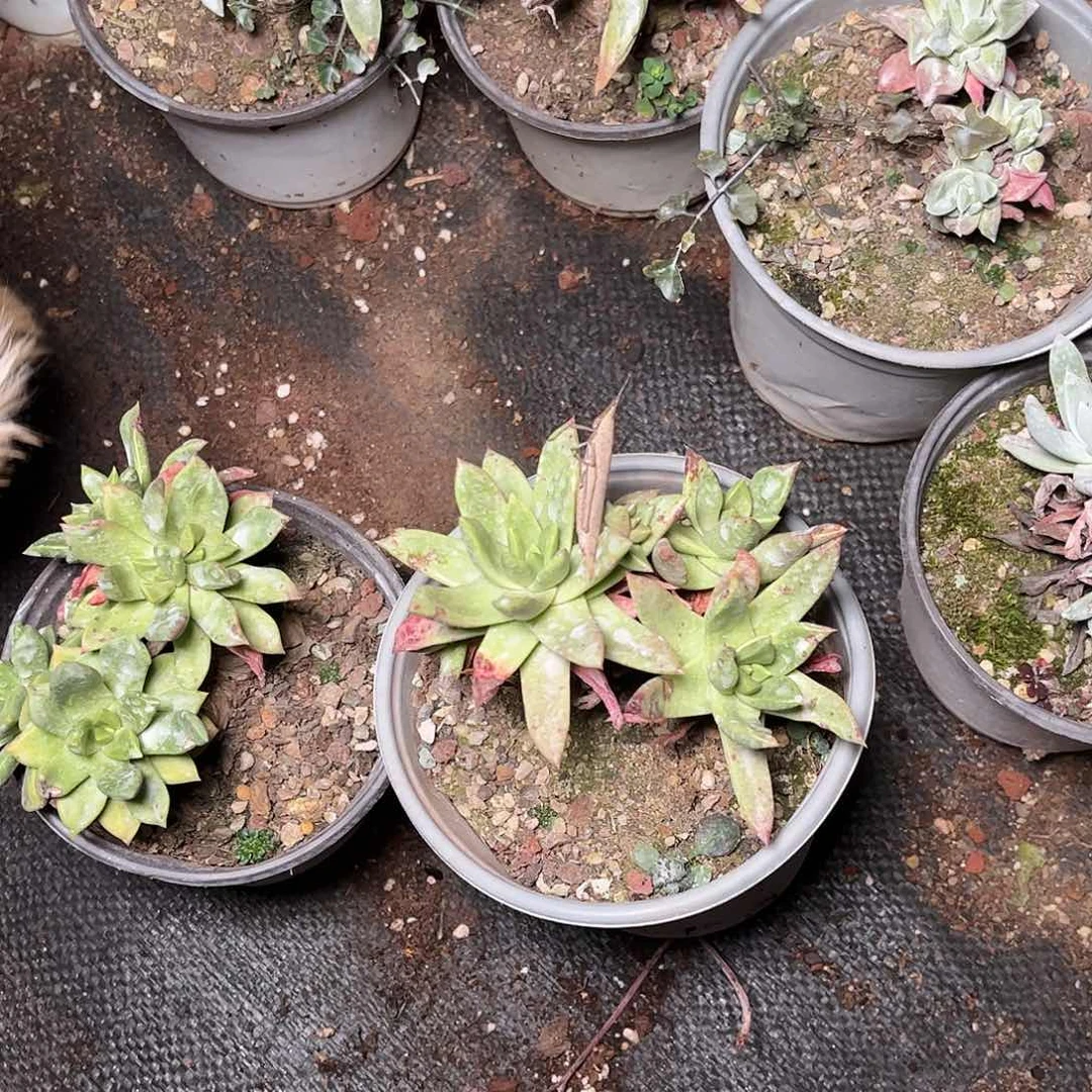 青冈三头起多肉仙女杯