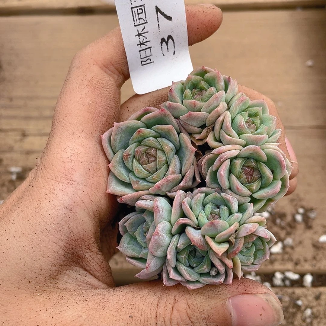 多肉植物多肉植物370