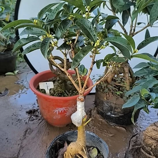 小***辉完全开放四季桂花佛顶珠