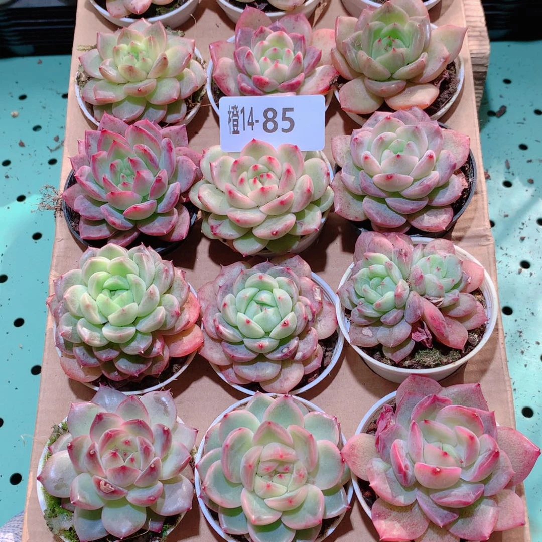 14-85一物一拍多肉带盆18颗
