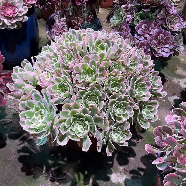 多肉植物白凤00216