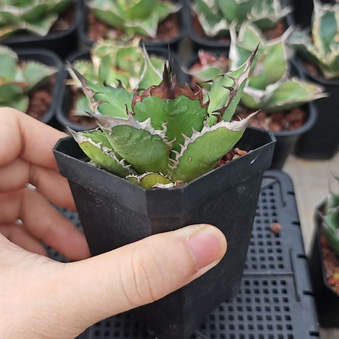 黑火焰仁王冠龙舌兰