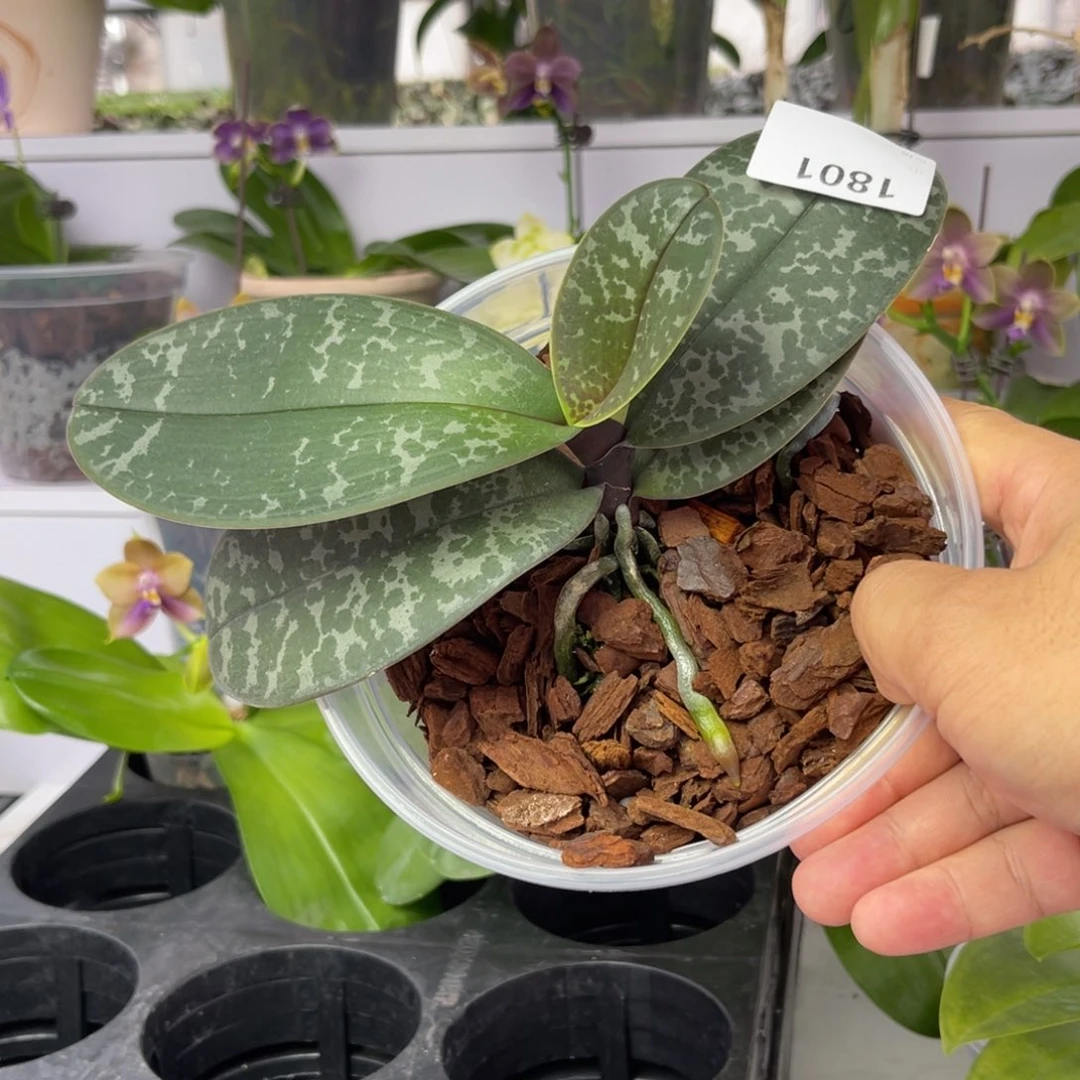 完全开放1801 5寸22KL 一物一拍