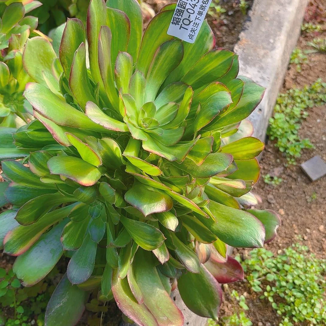 绍七彩多肉植物三号砍头群432