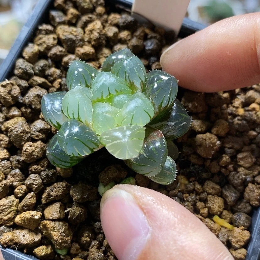 【闪购商品】176实生