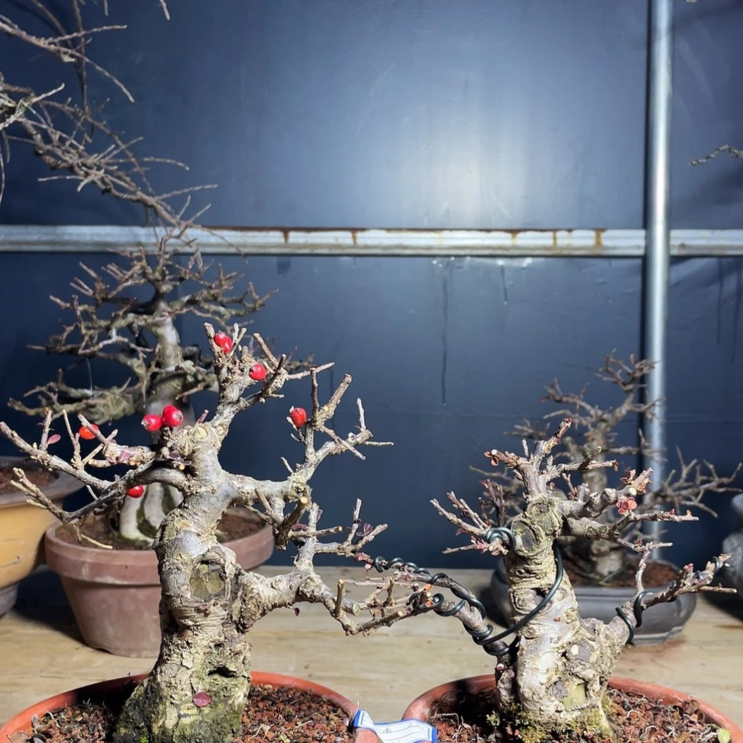 无花朵红花平枝荀子两棵