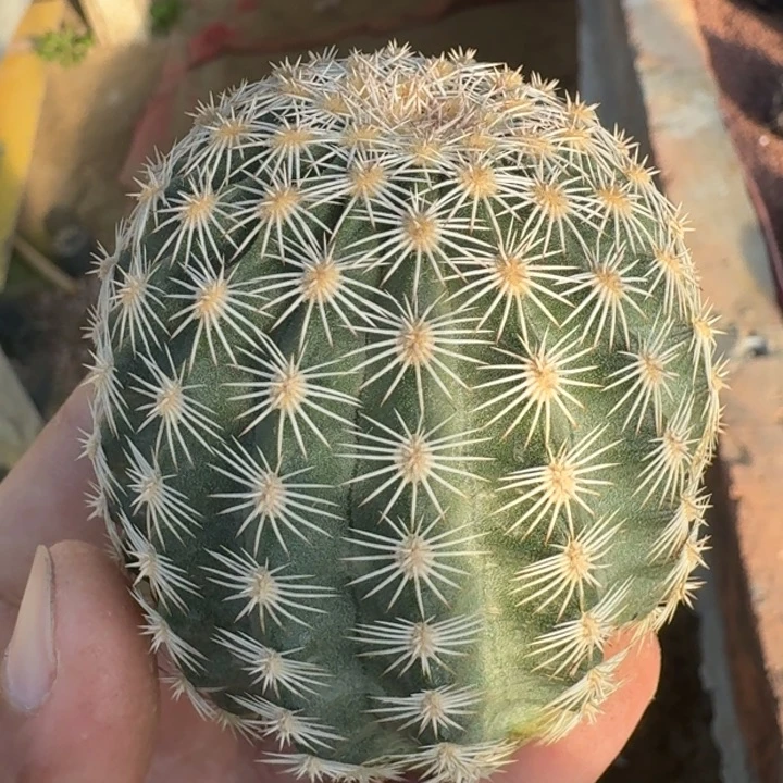 御旗虾无根666666566