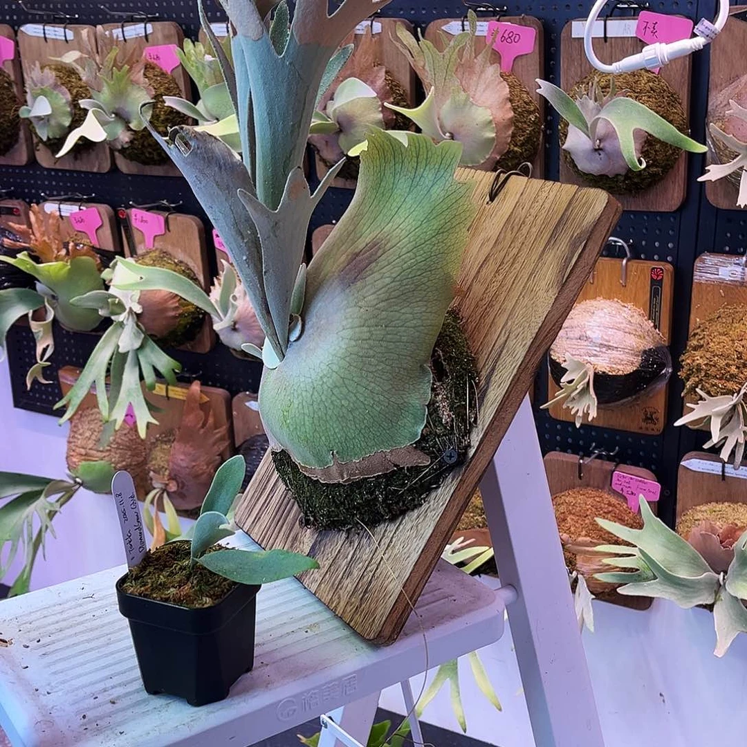 不开花植物tonkla 钻雪 分苗 无原牌