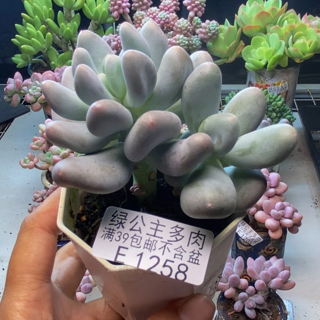 258米可奶多肉6cm