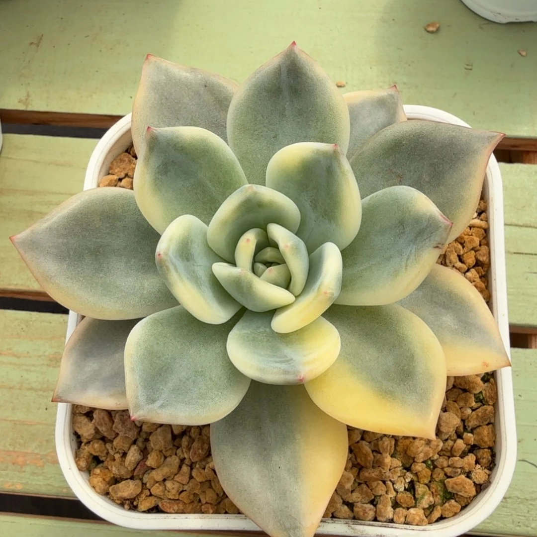 伊丽莎白锦锦上园艺一物一拍