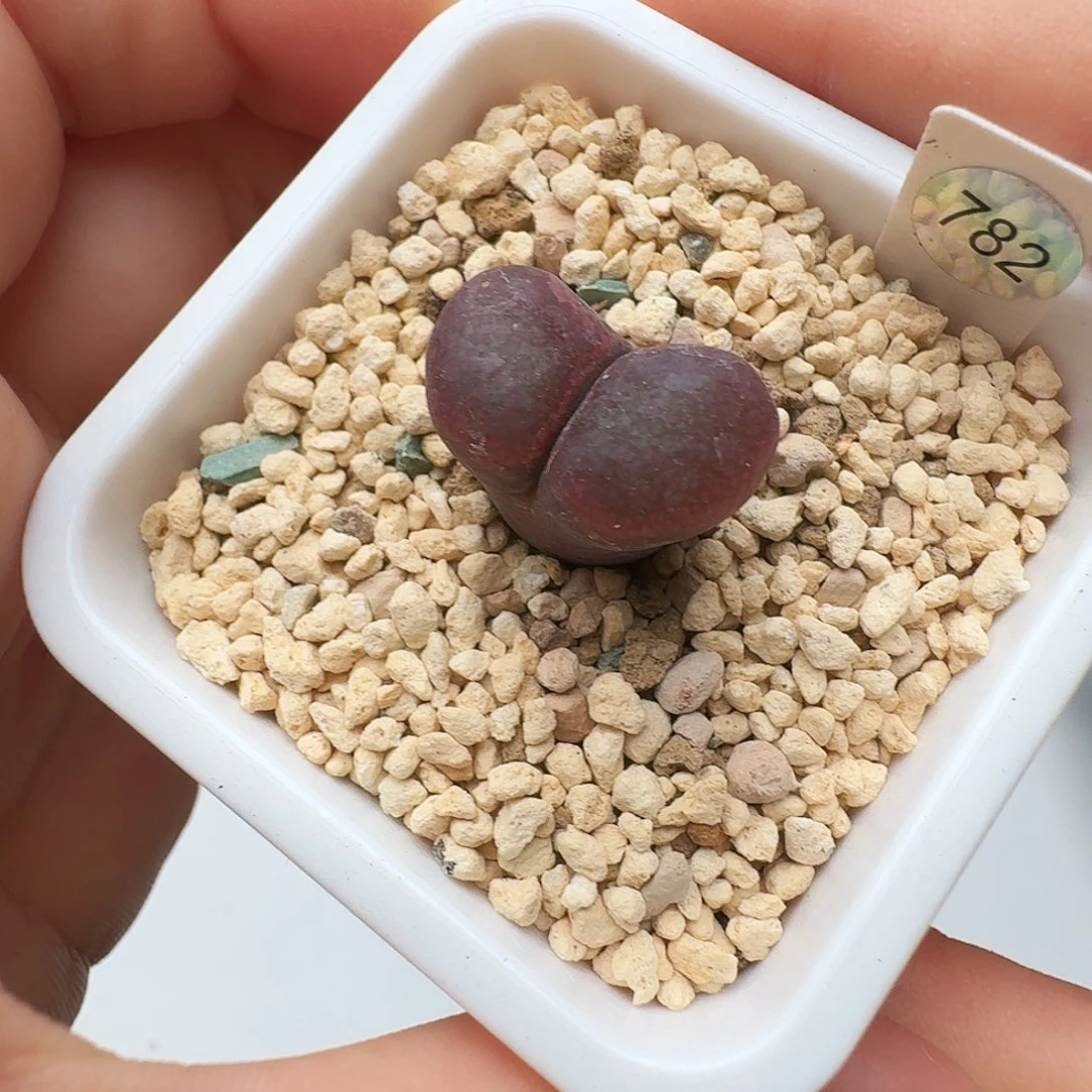 多肉植物福利风铃782