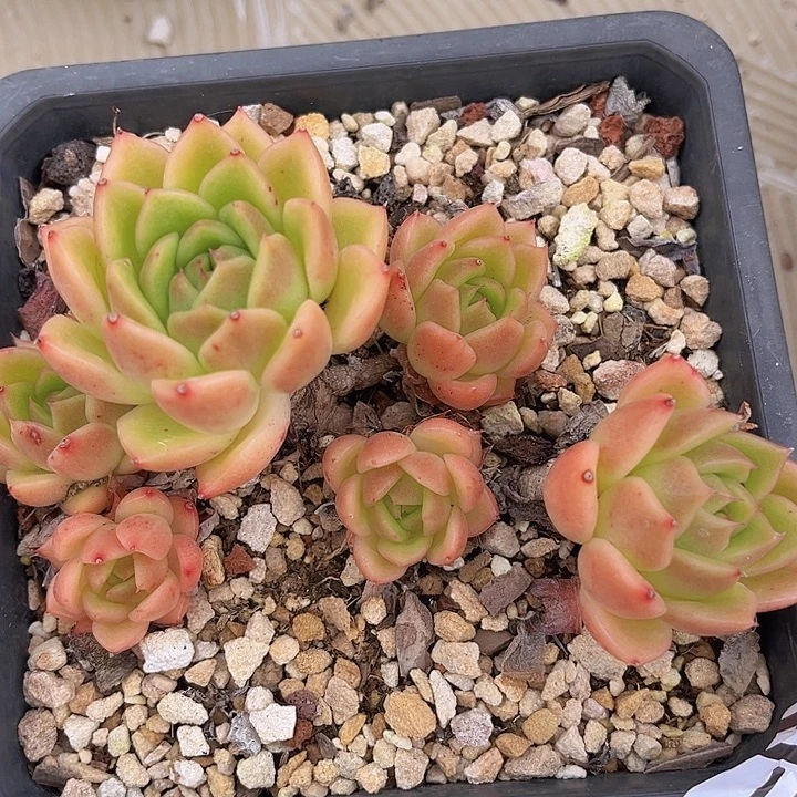 白玫瑰23101多肉植物