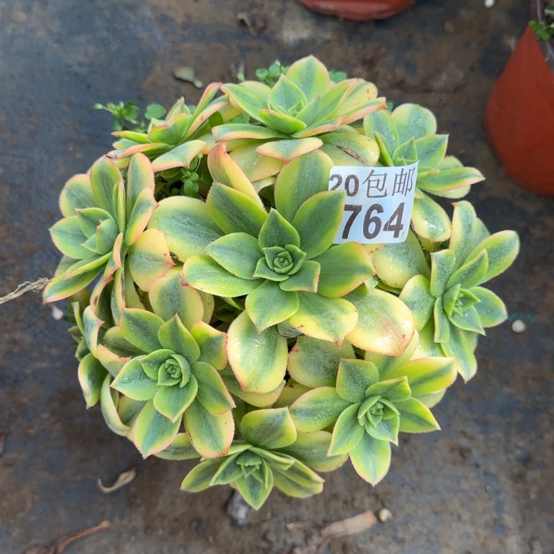 星爆764满20包邮断枝不包