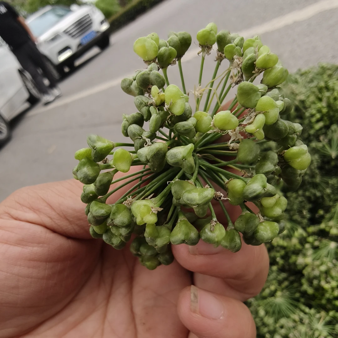 新鲜韭菜花带籽现摘时令蔬菜可腌制可做酱