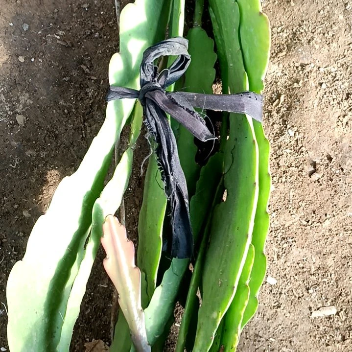 缪*应令箭何花唐黄