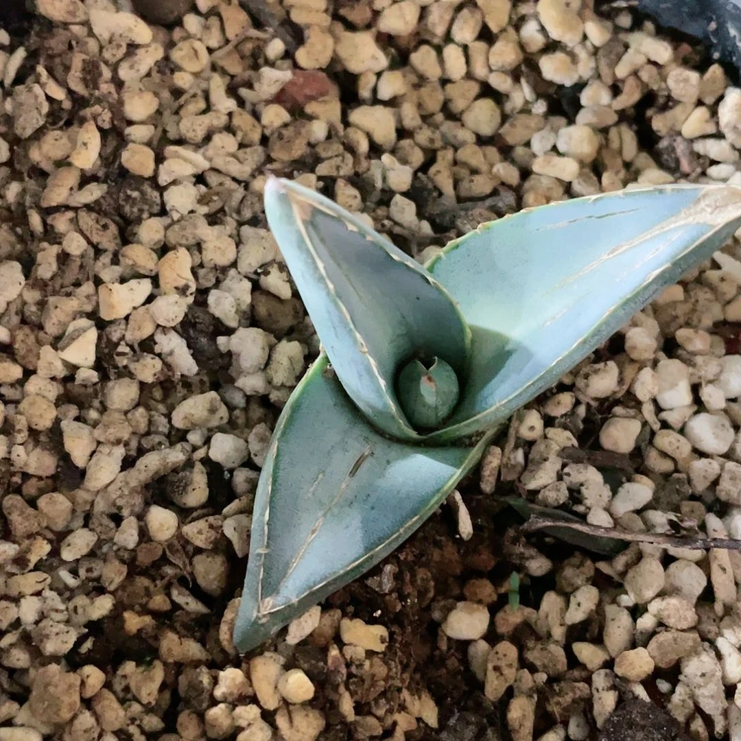 普米拉测芽龙舌兰包邮