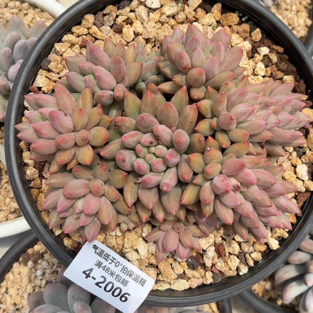 h*l4-2006红蜻蜓多肉