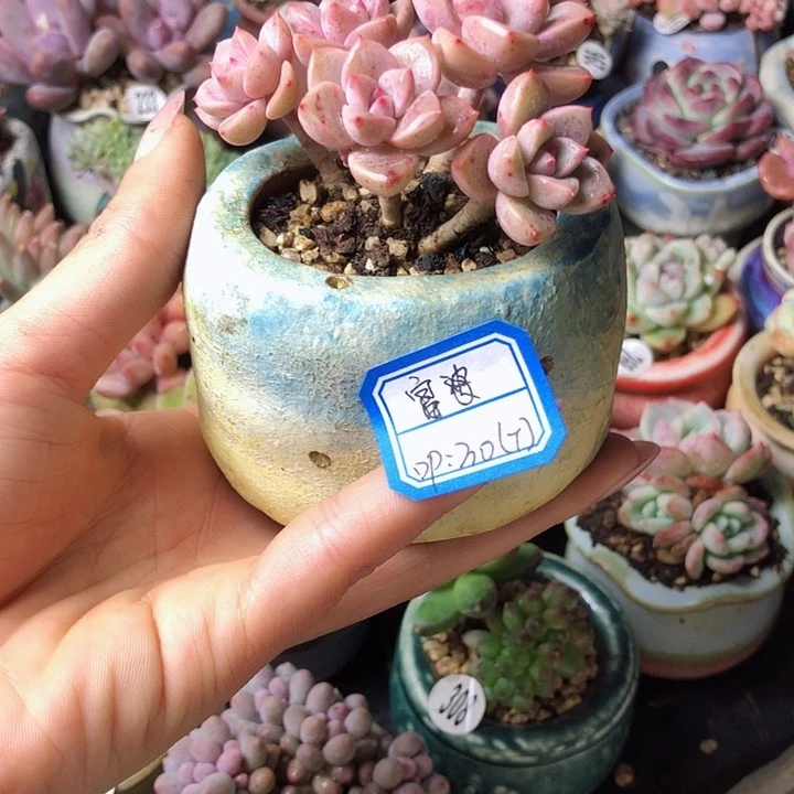 富婆               带盆