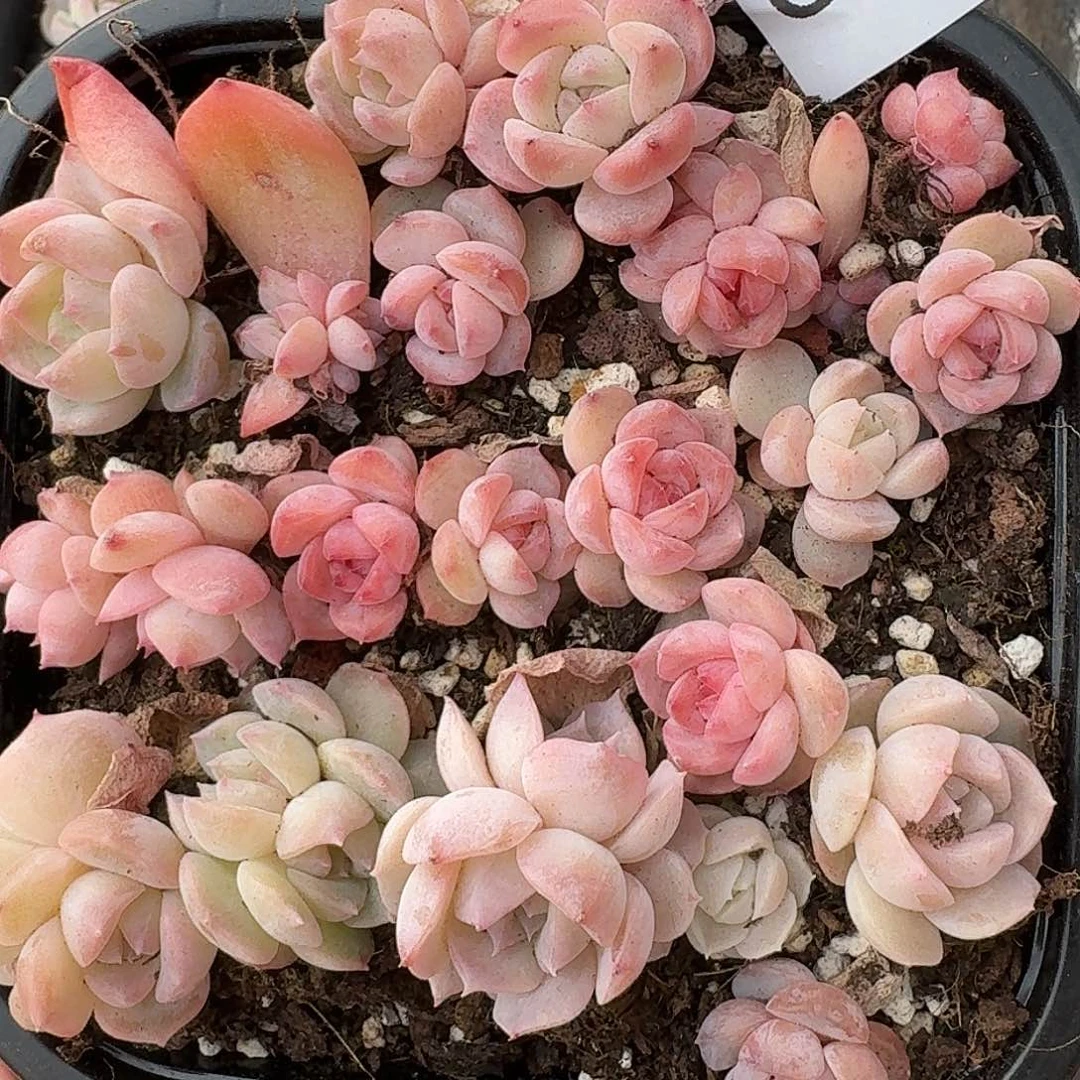 杂交新品珍妮多肉622