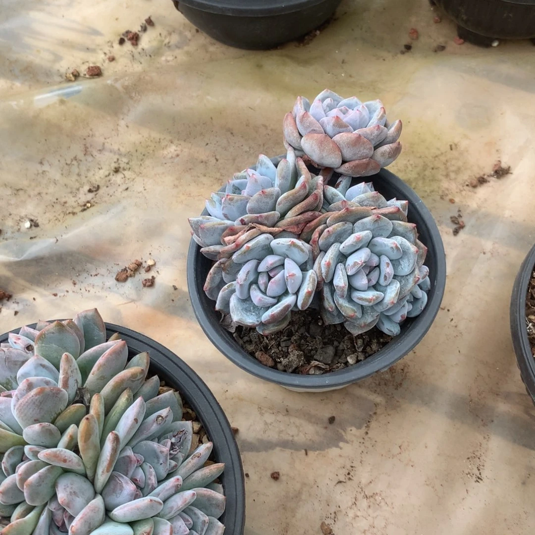 无花朵四喜丸子花花花花花花花花