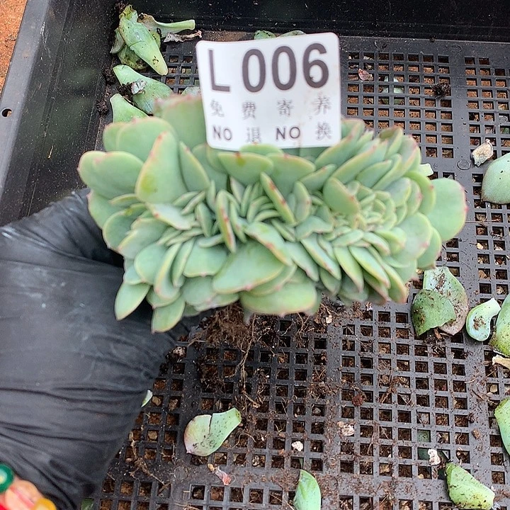 白桃缀化 巨优秀 可惜有侧切