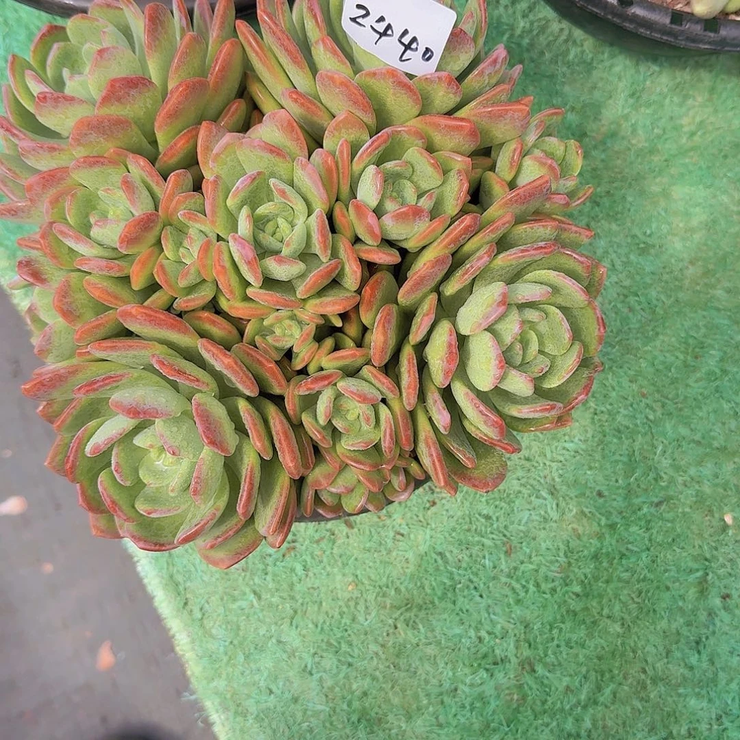 好***光2440拉萨多肉植物