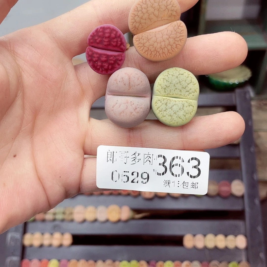 木**儿满18包邮0529-363