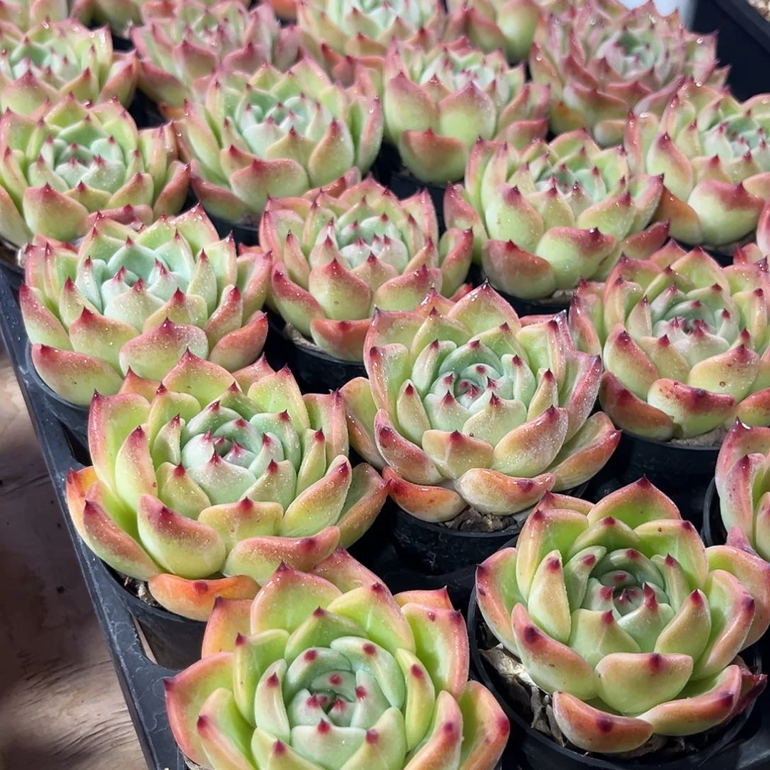 2棵精品红鸾多肉植物