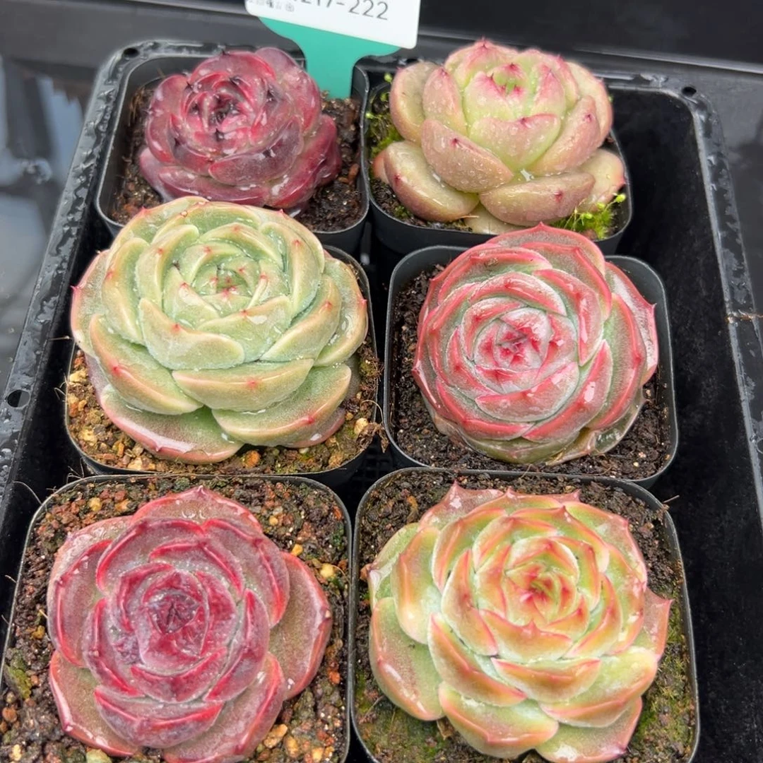 从前慢花园多肉编号1217-222