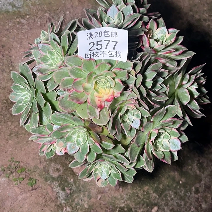 2577万花筒多肉植物