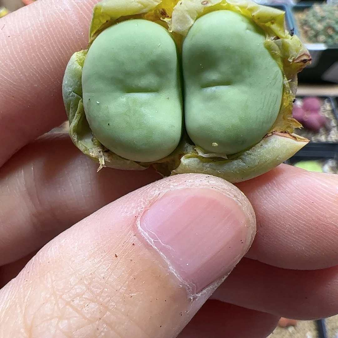 【闪购商品】187 红嘴