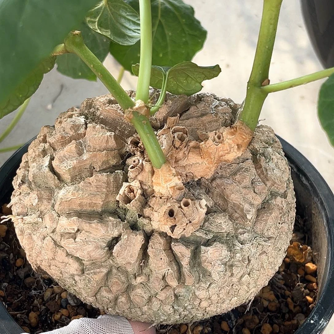 潮流植物龟甲罗魔，5折漏