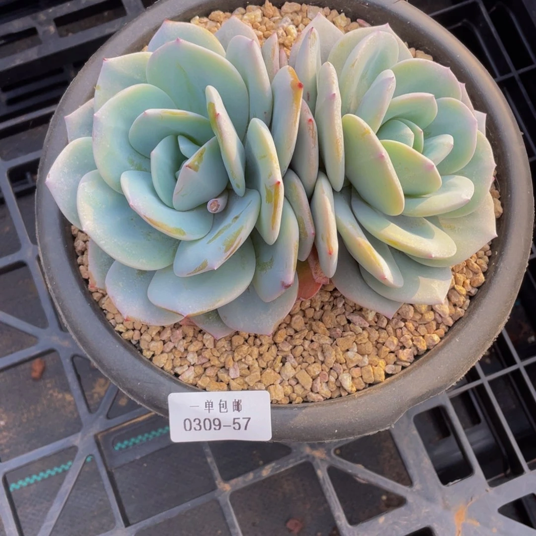 红*手0309-57-奶茶。。。。。。