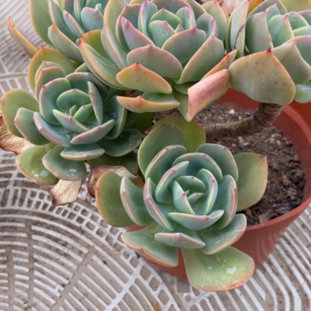 【闪购商品】@**皮白凤