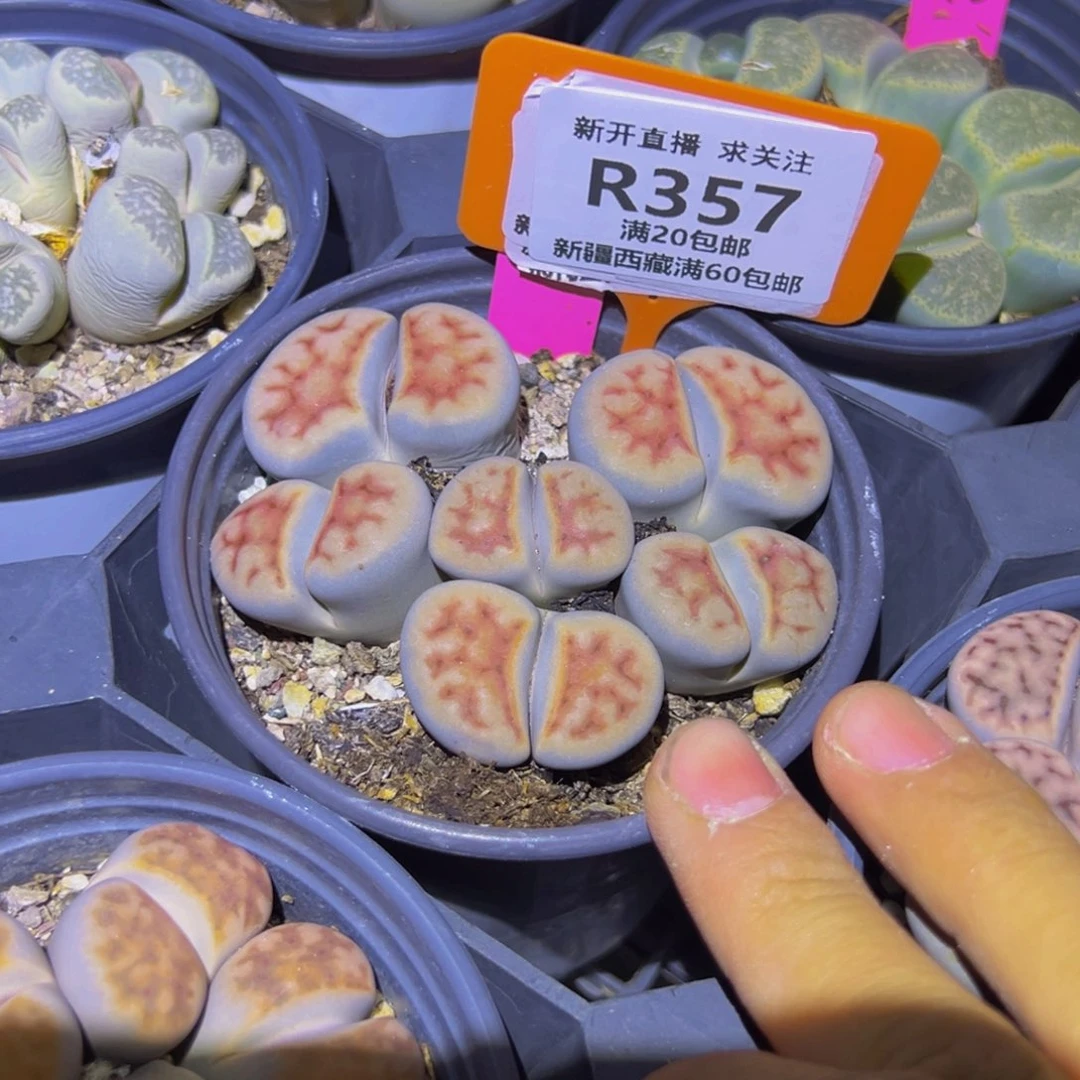357 一物一拍，默认有伤，介意勿拍，不退不换