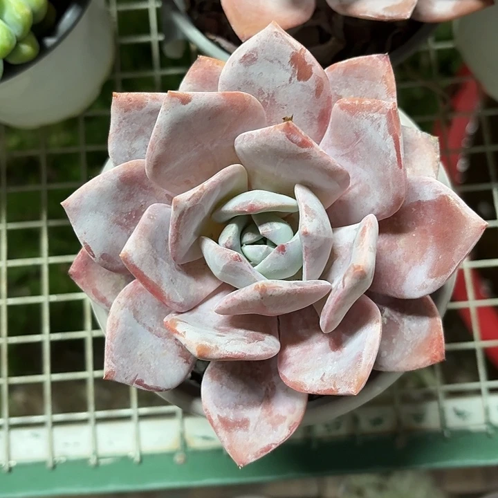 红茶大单头12㎝盆参考