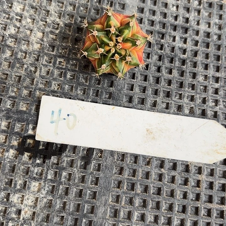 40-0724泰国发货多肉
